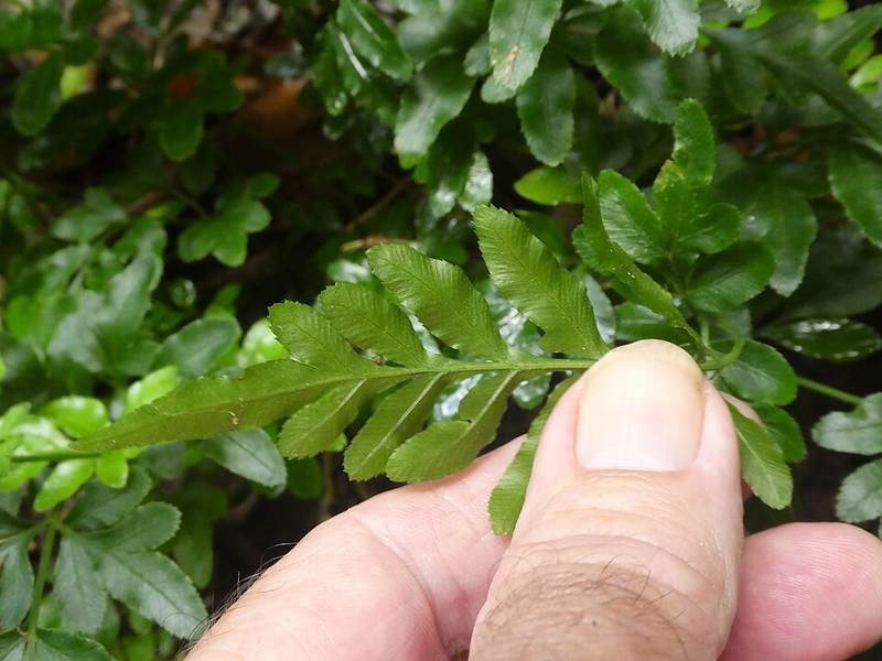 Dương xỉ lá me (ráng ổ)