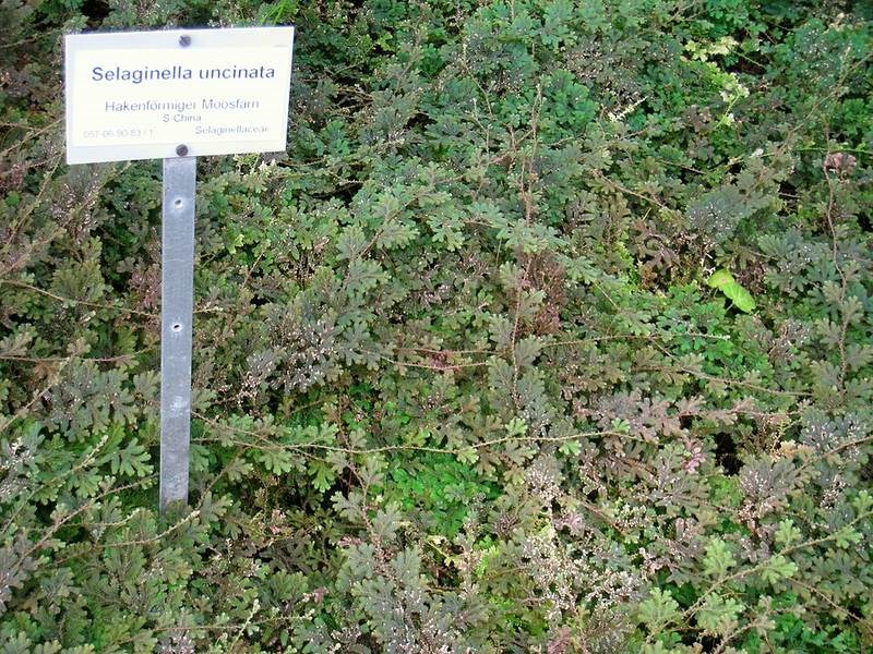 Quyển bá xanh