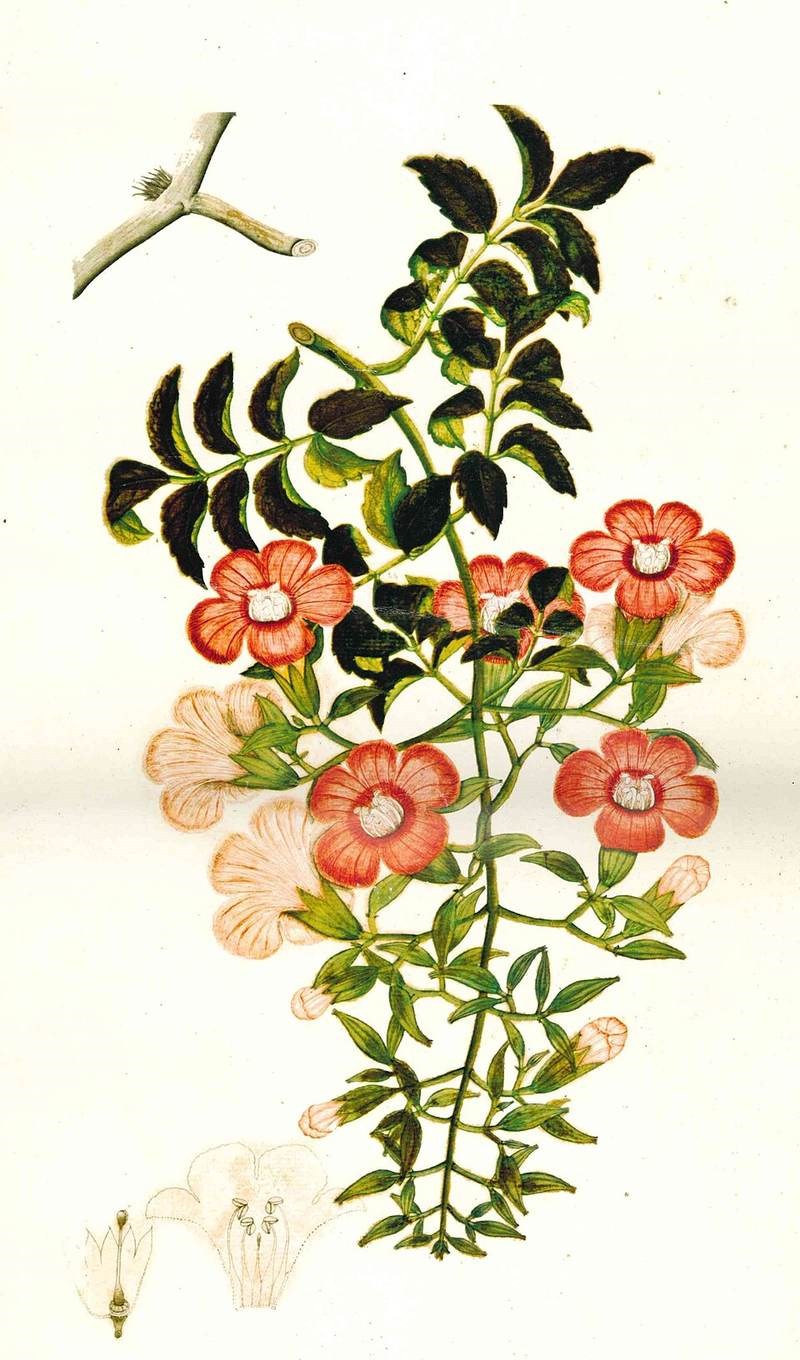 Đăng tiêu (kèn hồng leo)