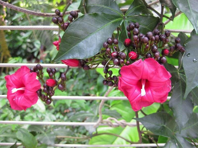 Hoa hoàng hôn (bìm bìm)