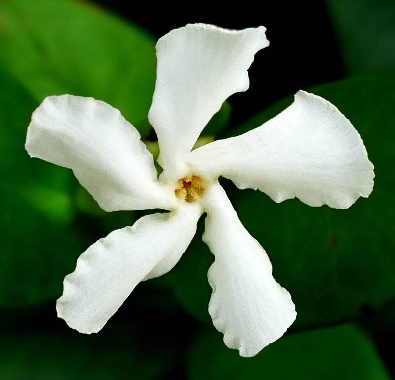 Dạ lý hương leo