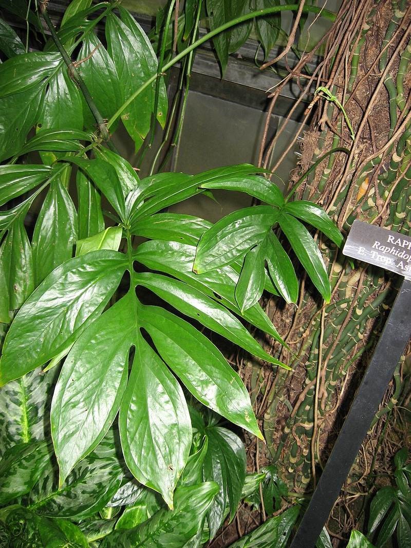 Trầu bà lá xẻ leo tường