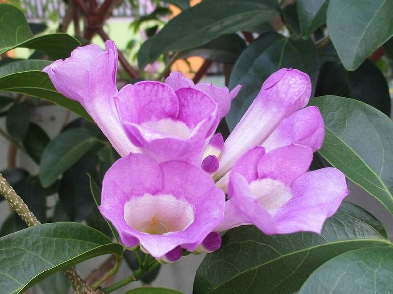 Dây tỏi (hoa ánh dương)