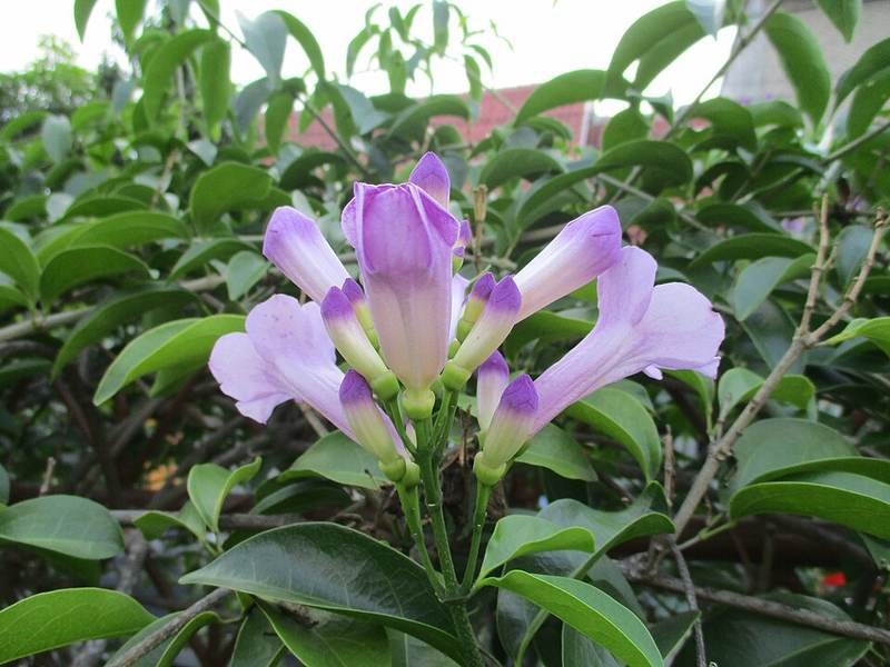 Dây tỏi (hoa ánh dương)