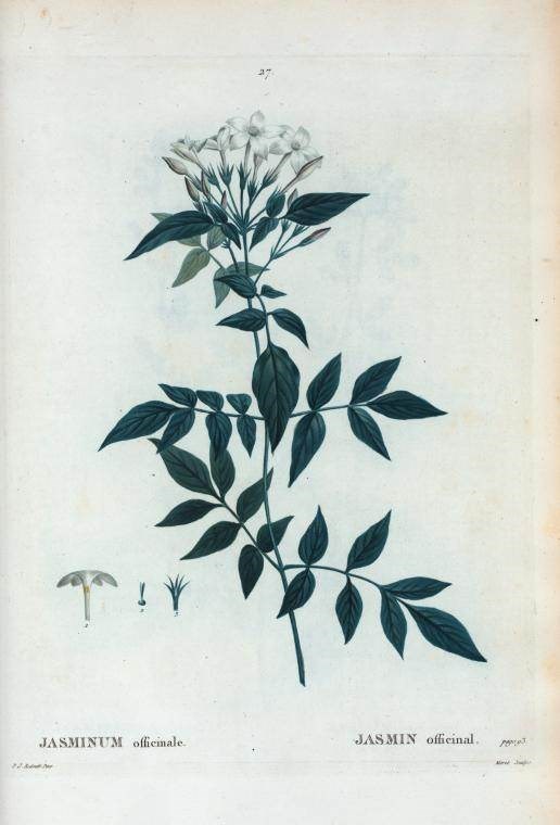 Lài tây (dây mơ)