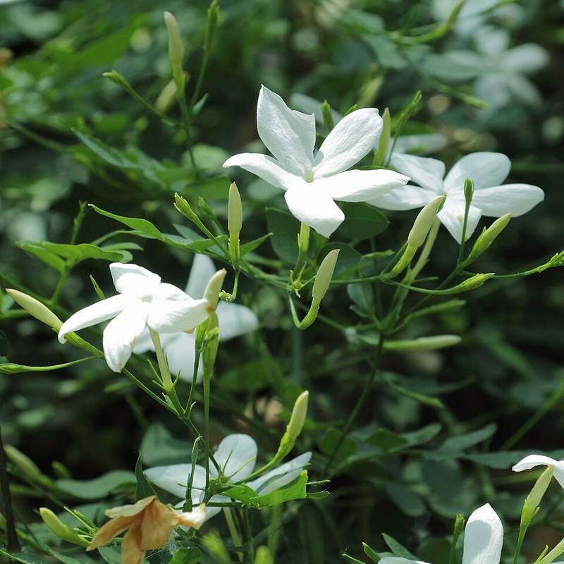 Lài tây (dây mơ)