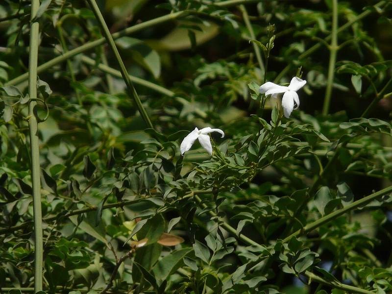 Lài tây (dây mơ)