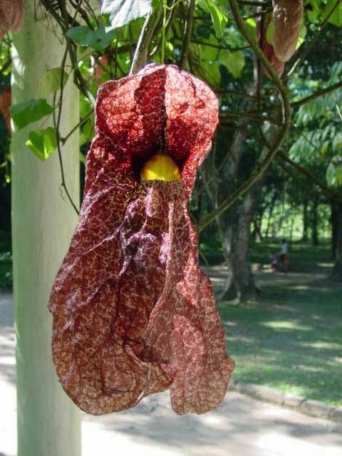 Đại hoàng leo (dây bí kỳ nam)