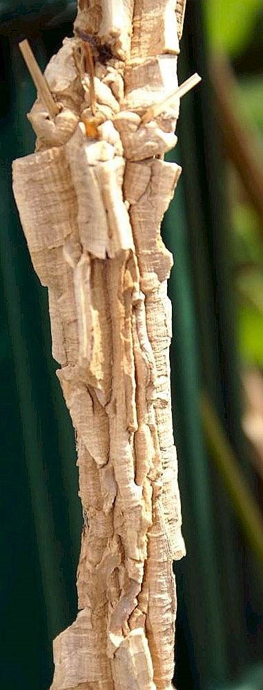 Đại hoàng leo (dây bí kỳ nam)