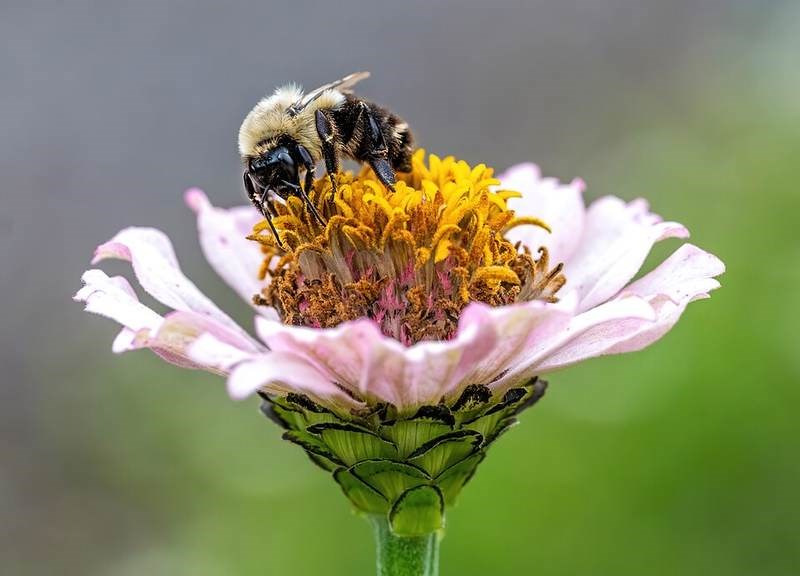 Cúc zinnia (cúc lá nhám)