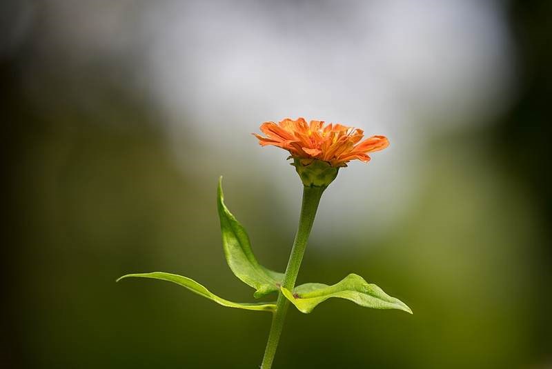 Cúc zinnia (cúc lá nhám)