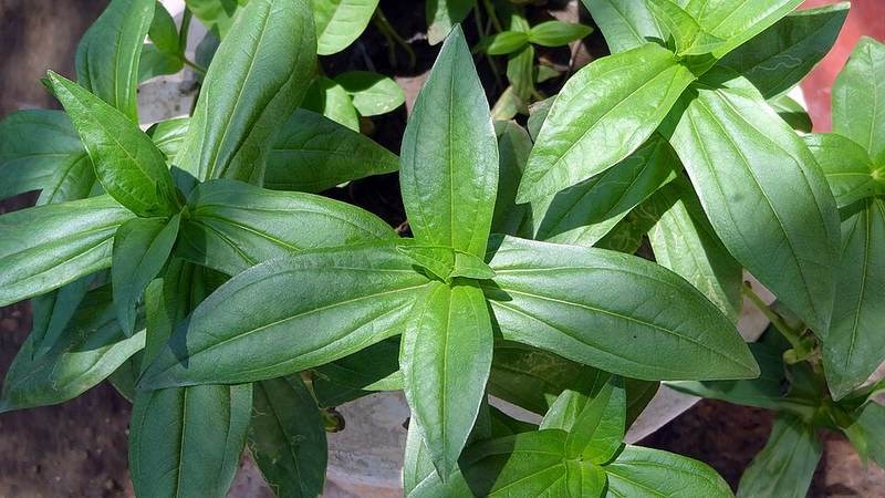 Cúc zinnia (cúc lá nhám)