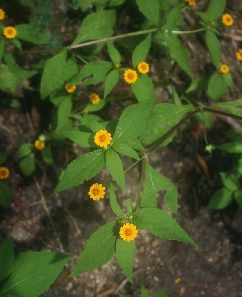 Cúc bướm (cúc lá kim)