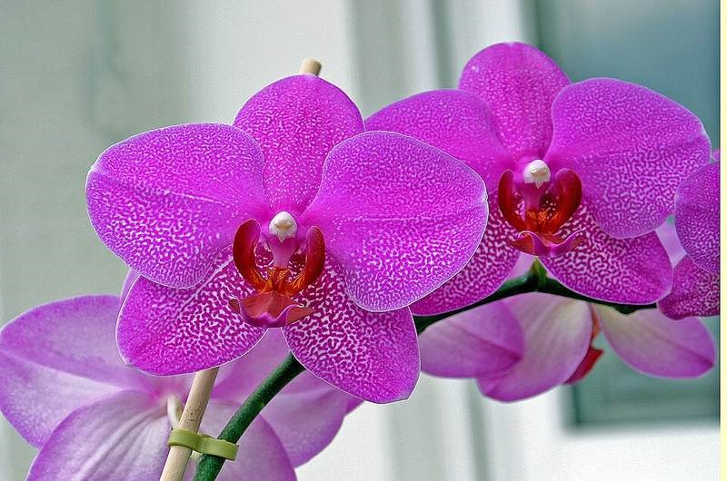 Lan hồ điệp