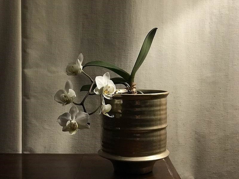 Lan hồ điệp