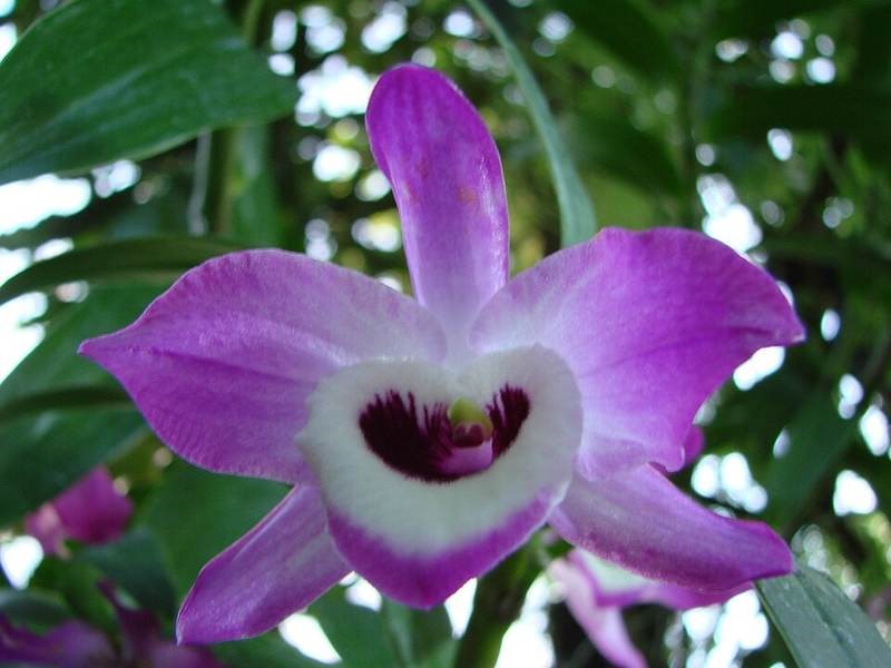 Lan hoàng thảo (thạch hộc)