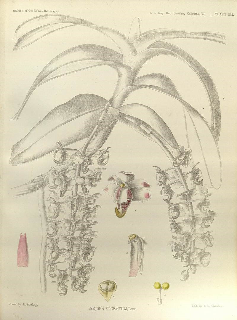 Lan cẩm cù (giáng hương)