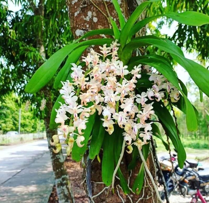 Lan cẩm cù (giáng hương)