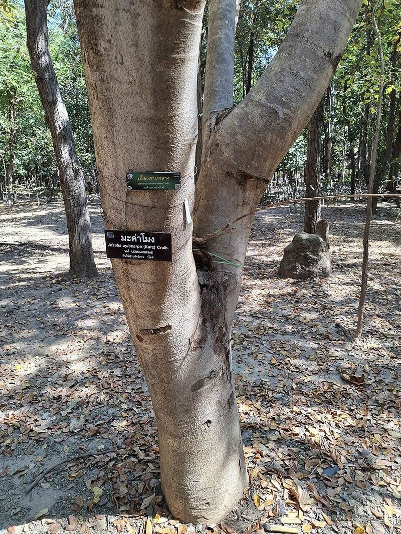 Lan kiều tím