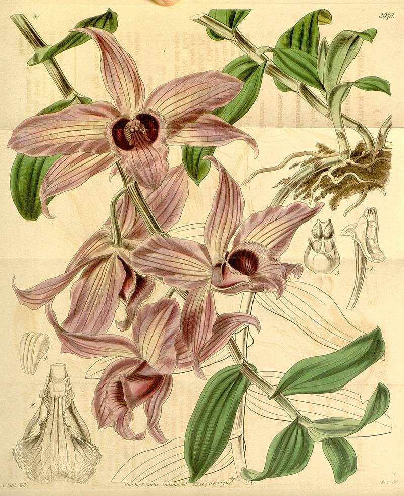 Lan kiều tím