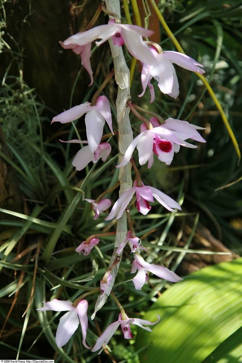 Lan kiều tím