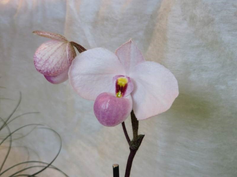 Lan hài hồng