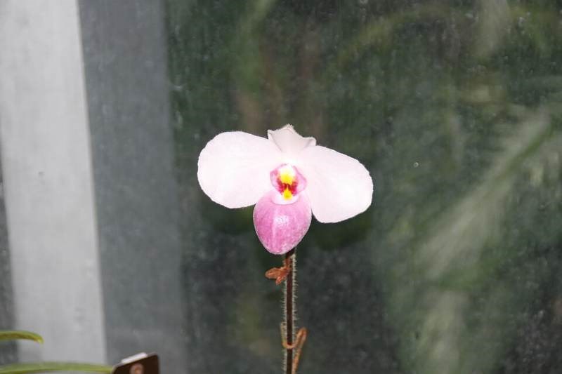 Lan hài hồng
