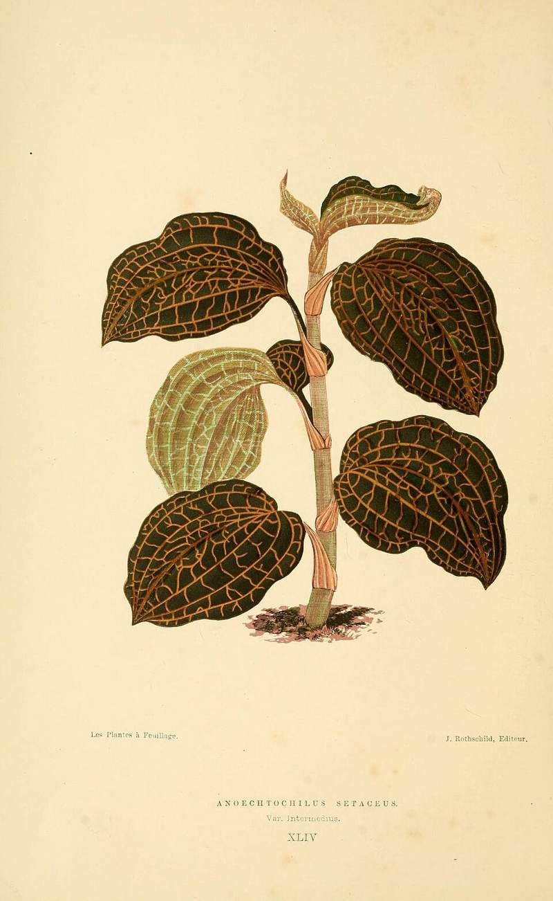 Lan kim tuyến