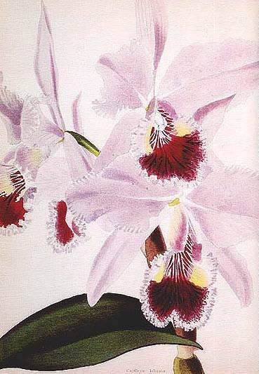 Lan cattleya