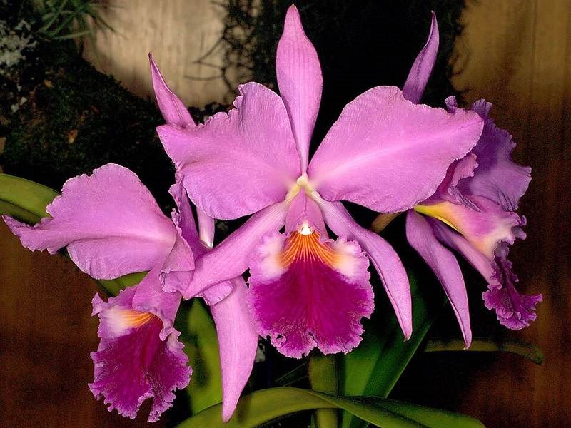 Lan cattleya
