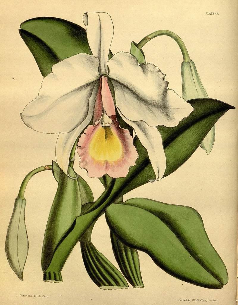 Lan cattleya