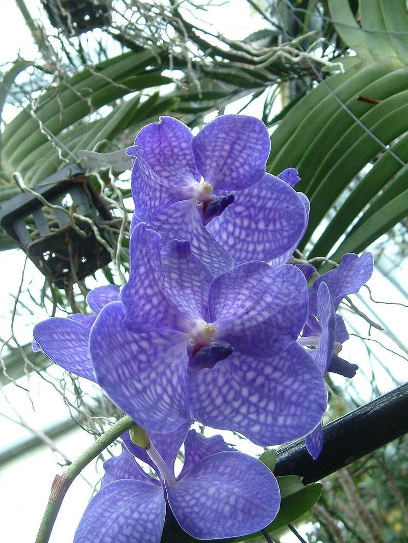 Lan vanda