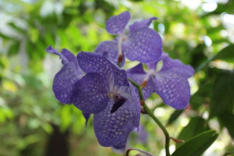 Lan vanda