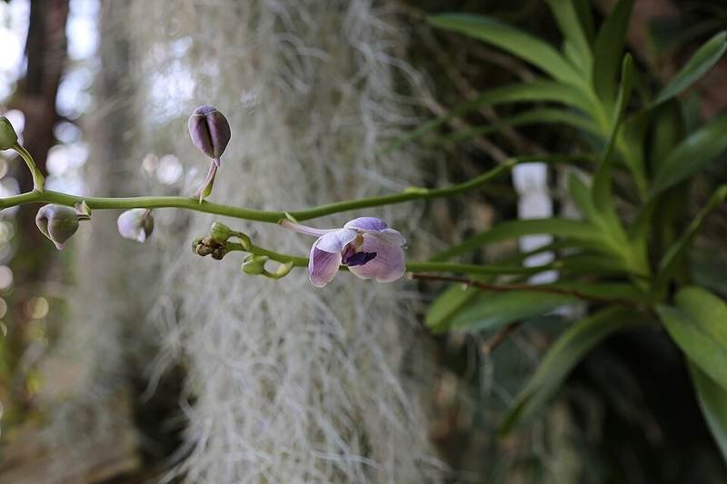 Lan vanda