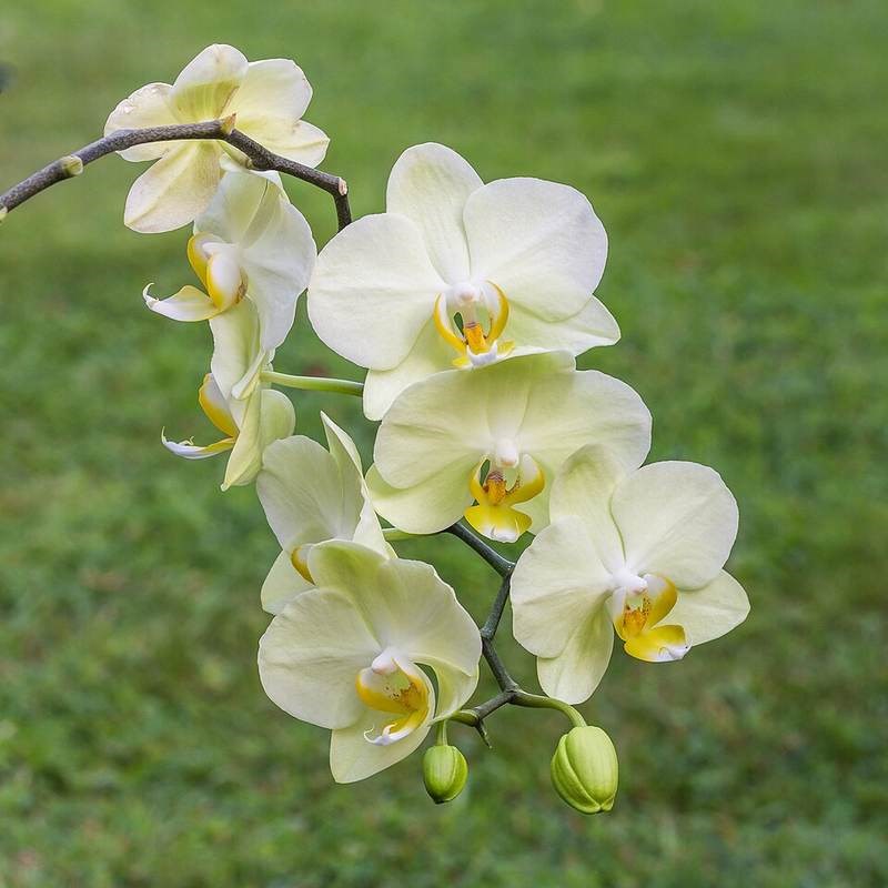 Lan cẩm báo