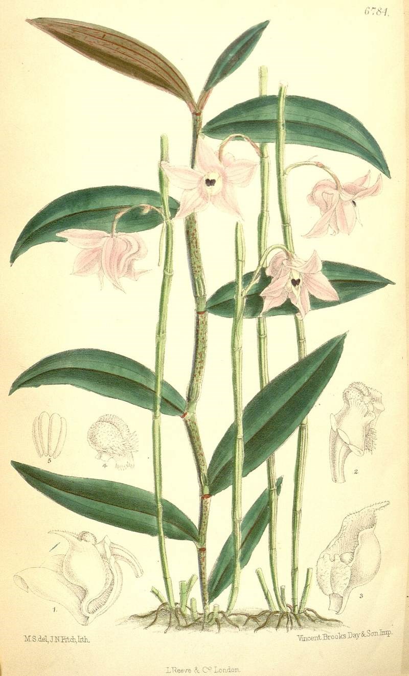 Lan hạc vĩ