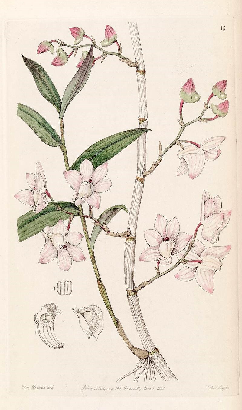 Lan hạc vĩ