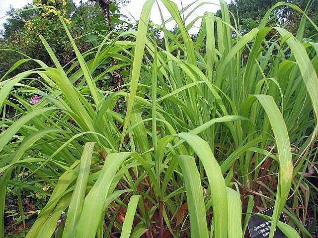 Sả hồng (sả Java)
