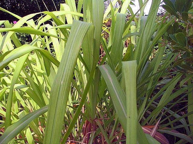Sả hồng (sả Java)
