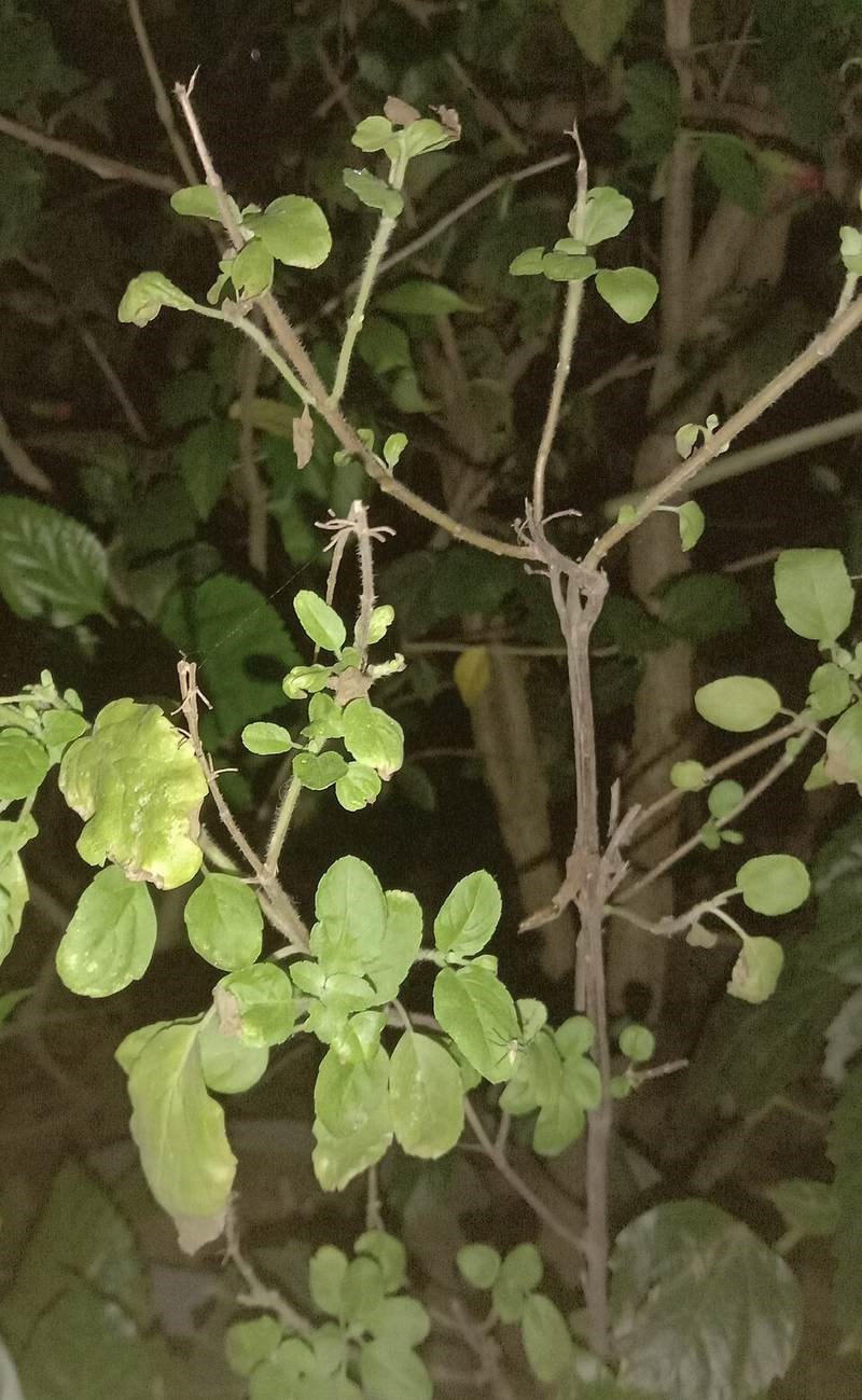 Hương nhu tía