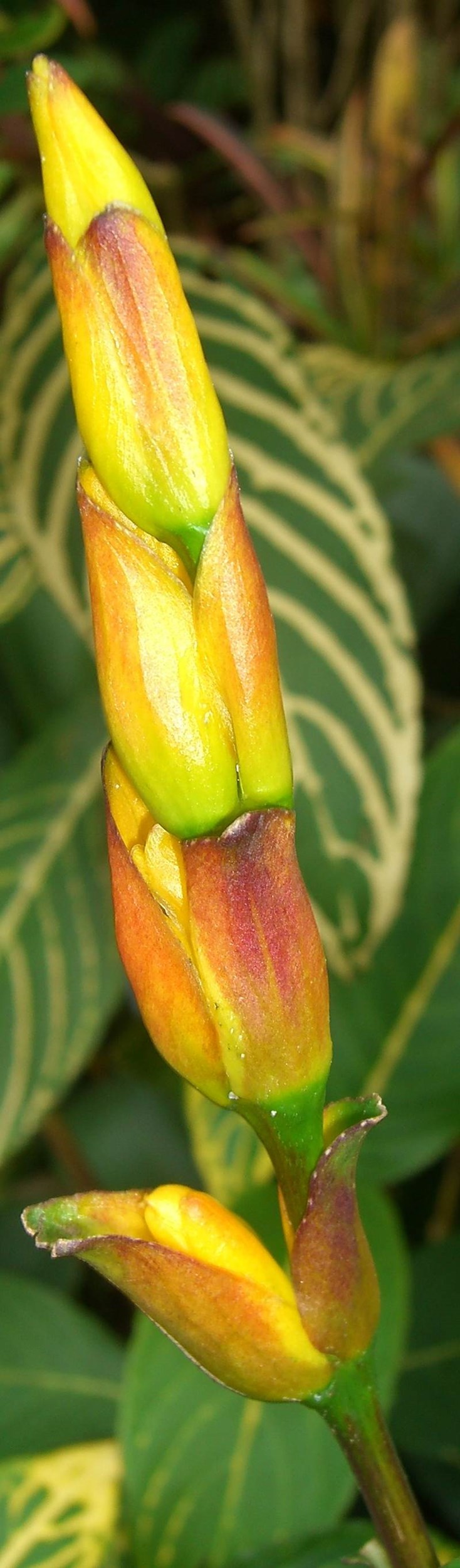 Ngũ sắc diệp