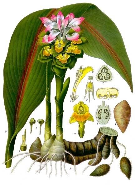 Nghệ đen (nga truật)