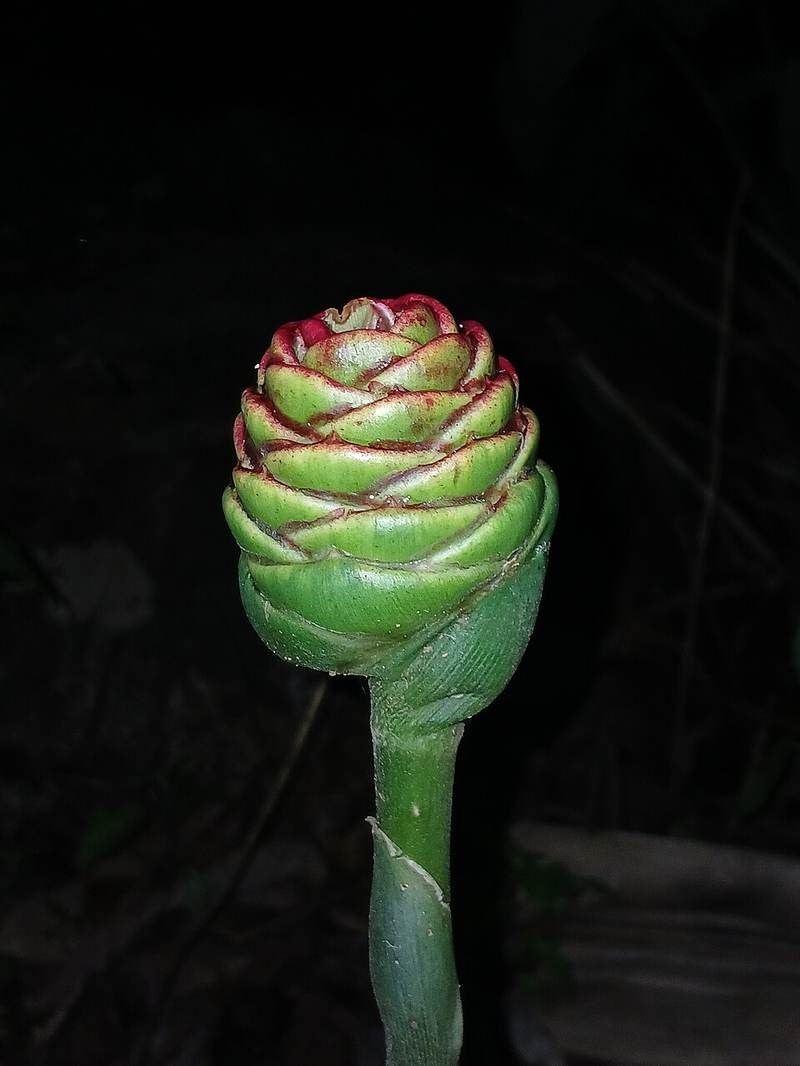 Gừng gió