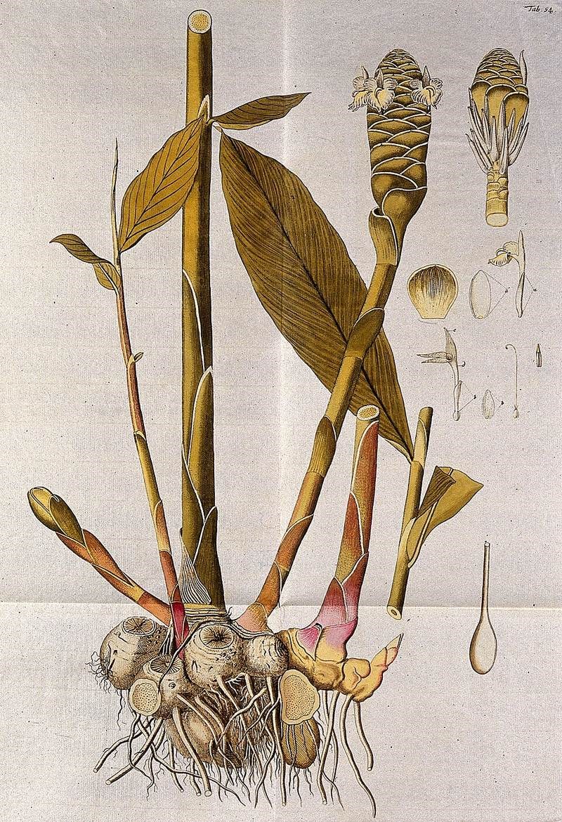 Gừng gió
