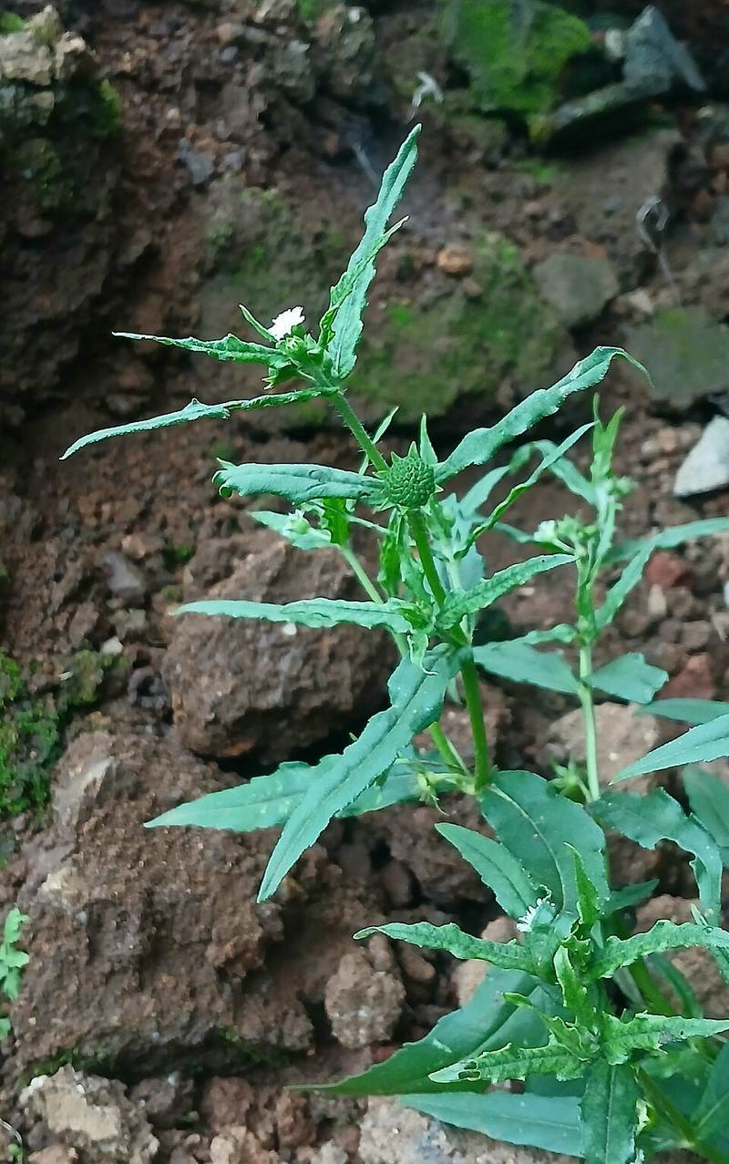 Cỏ mực (nhọ nồi)