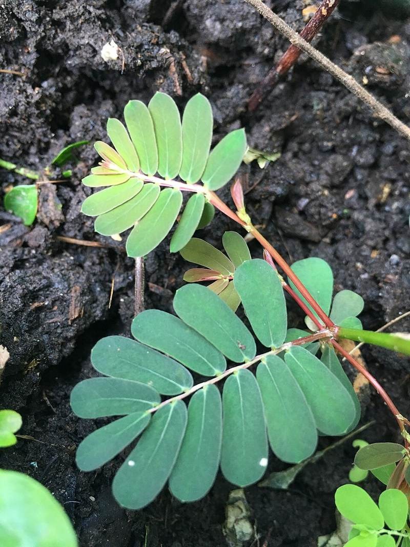 Chó đẻ răng cưa