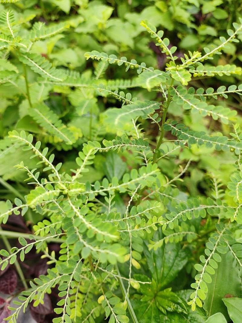 Chó đẻ răng cưa