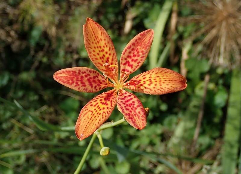 Xạ can (rẻ quạt)