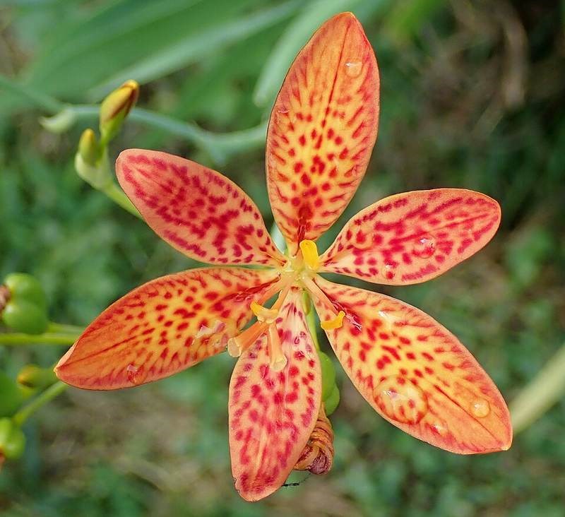 Xạ can (rẻ quạt)