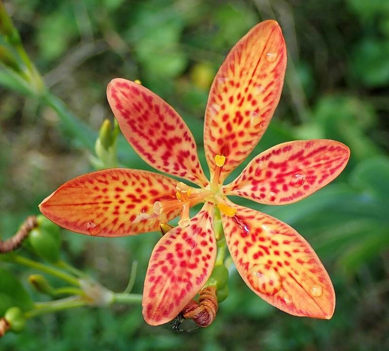 Xạ can (rẻ quạt)